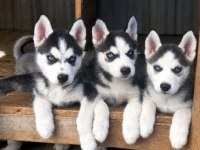 2 aylık husky yavrular