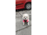 İşim Dolayısıyla Uyguna Pomeranian