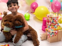 Toypoodle sevimli yavrular