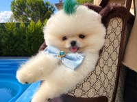 Orjinal Pomeranian Boo bebeğimiz Miya