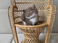 ÇİKOLATA VE ÇİKOLATA BİCALOR BRİTİSH KEDİMİZ
