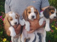 Sevimli beagle cinsi yavrular