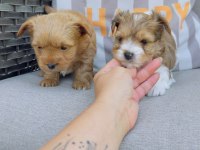 Petmode köpek çiftliğinden show kalite morkie yavrular