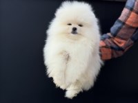 Petmode köpek çiftliğinde ziyarete açık pomeranian