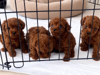 Orjinal İzmir de garantili TOY POODLE