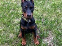 Orjinal Doberman Yavrularımız