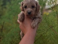 F1 0 NUMARA MALTİPOO YAVRULARIM HAZIR