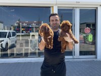 TR NİN FİRST CLASS TOY POODLE YAVRULARI ANKARA MAĞAZAMZDA