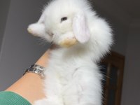 hollanda lop ve cüce tavşanlarım hazır