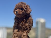 Boy ve kg ram garantili toy poodle yavrularımız