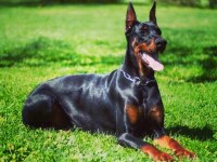 Dev doberman yavrular