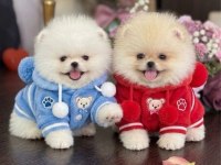 OYUNCAK GİBİ 2 AYICIK POMERANİAN BOO