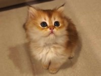 Safkan anne ve babadan british longhair
