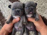 En Güzeli İçin Ulaşın Mükemmel French Bulldog Bebekler