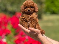 ORJİNAL TOY POODLE YAVRULARIMIZ