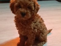 Anne altından orjinal poodle bebekler