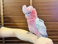 BELGELİ EĞİTİMLİ EVCİL GÜL KAKADU PAPAĞANIMIZ