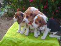 Safkan beagle yavrularımız