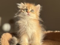 Ny11 Ny12 Mükemmel Kalite Golden British Longhair