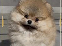 Mini pomeranian boo yavrumuz
