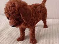 Dark Red Brown Toy Poodle