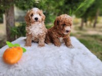 MALTİPOO YAVRULARIMIZ
