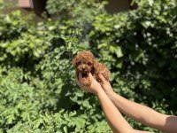 Kore Kan Aşılı Poodle Bebekler