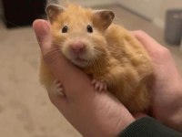 HAMSTER GONZALES YAVRULAR HERYERE GÖNDERİM