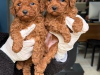 GÜZELLİK ABİDESİ ERKEK DİŞİ POODLE BEBEKLER