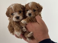 TEACUP ORJİNAL GERÇEK MALTİPOO