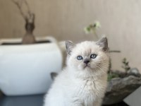 BLUE POİNT MAVİ GÖZ BRİTİSH SHORTHAİR YAVRUM