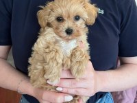 Maltipoo Yavruları Evde Büyüyen Bebeklerim