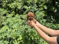 Kore Aşılı Poodle Bebekler