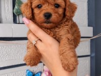 TEACUP 700 GR POODLE