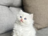 BRITISH LONGHAIR MAVİ GÖZLÜ YAVRULARIM