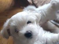 Maltese terrier iki aylıklar