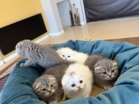 TOP KAFA SCOTTISH FOLD YAVRULARI FENOMEN PET SHOP