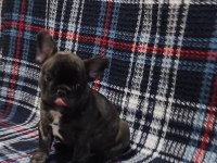 YURTDIŞI KAN HATTI EGZOTİK MICRO FRENCH BULLDOG YAVRULAR