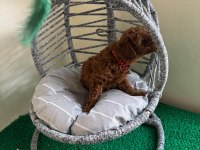 Toy poodle yavrularımız