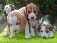 Uygun Beagle Yavruları