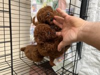 A + plus korea poodle yavrular teacup boy