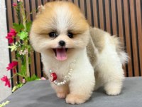 Pomeranian ırk garantili