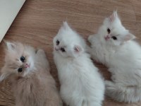 Anne py0333 secereli baba cy11 kedilerimiz 55 günlük