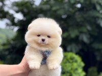 Pomeranian yavrularımız