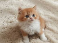 Red ve Red Bicolor British Longhair erkek yavrularımız