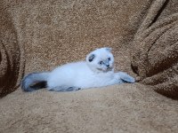 Scottish fold shorthair bluepoint kızımız