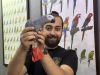 FULL EVCİL EĞİTİMLİ KONUŞAN JAKO PAPAĞANI