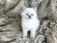 Top Kafa British Shorthair Prenses