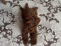 Erkek Toy Poodle