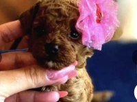 Kızıl kürk yapılı Teacup Poodle bebeklerimiz